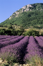 France, Drôme (26), champs de lavande, vallée de la rivière Ennuye