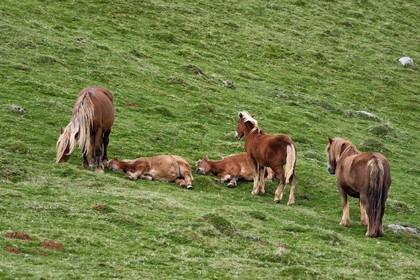 France, Pyrenees Atlantiques, Basque Country, Camino de Santiago (the Way of St. James) on the GR 65 between Saint Jean Pied de Port and Roncesvalles, pottok ponies living mainly in the Pyrenees in the west of the Basque Country
