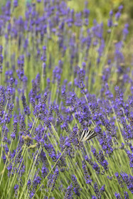 France, Alpes-Maritimes (06), Mouans-Sartoux, Jardins du Musée International de la Parfumerie​ (MIP), papillon le Flambé (Iphiclides podalirius) sur un brin de lavande en fleurs