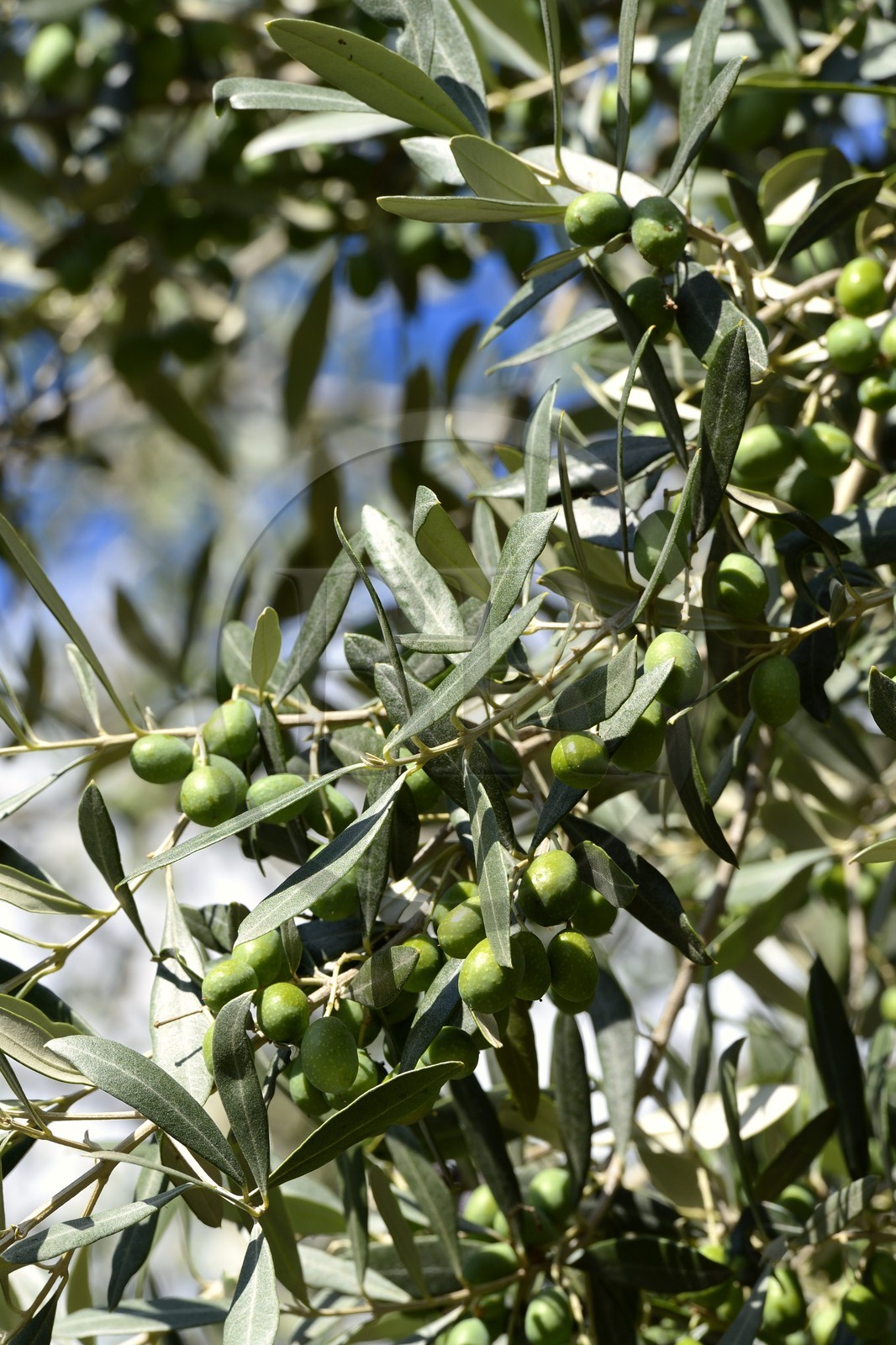 France, Corse-du-Sud (2A), Alta Rocca, Sainte-Lucie-de-Tallano (Santa Lucia di Tallà), olives germaines de Tallano France, Corse-du-Sud (2A), Alta Rocca, Sainte-Lucie-de-Tallano (Santa Lucia di Tallà), olives germaines de Tallano
