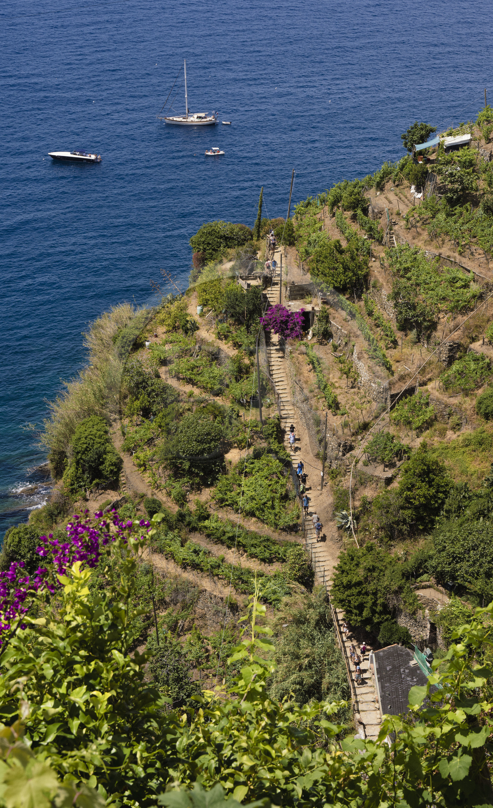 Italy, Liguria, Cinque Terre National Park listed as World Heritage by UNESCO, village of Vernazza, hikers on the GR 592 coastal path passing through the terraced vineyard between Monterosso and Vernazza