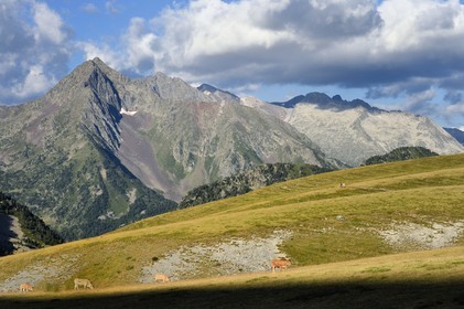 France, Hautes-Pyrénées (65), Saint-Lary-Soulan et Vielle-Aure, randonnée sur une variante du GR10 entre le col de Portet et les lacs de Bastan en bordure de la réserve naturelle de Néouvielle en arrière plan, troupeau de vaches en estive