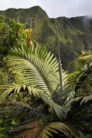 Caribbean, Dominica Island, Castle Bruce, Morne Trois Pitons National Park listed as World heritage by UNESCO, along the trail leading through the rainforest to the Desolation Valley and then to Boiling Lake