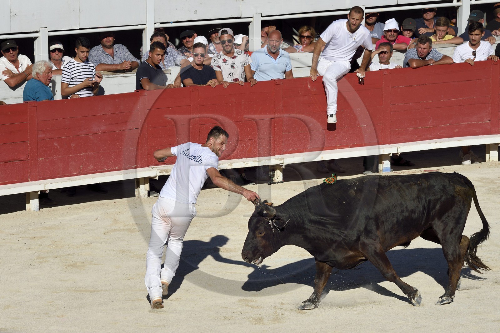 France, Bouches-du-Rhône (13), Arles, la course camarguaise  de la Cocarde d'Or aux Arènes, le raseteur Loic Auzolle tentant d'attraper les attributs primés sur les cornes du taureau France, Bouches-du-Rhône (13), Arles, la course camarguaise  de la Cocarde d'Or aux Arènes, le raseteur Loic Auzolle tentant d'attraper les attributs primés sur les cornes du taureau