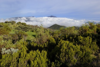France, Reunion island (French overseas department), the Plaine des Cafres at the foot of the slopes of the volcano Piton de la Fournaise and former Piton des Neiges volcano in the background
