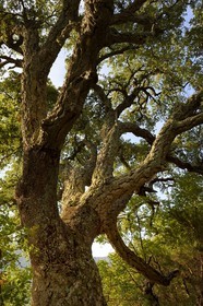 France, Var (83), Massif des Maures, Collobrières, chêne liège (Quercus suber)