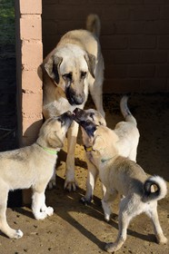 Namibia, Otjiwarongo, Cheetah Conservation Fund, research and education centre, CCF’s Livestock Guarding Dog Program has been highly effective at reducing predation rates and thereby reducing the inclination by farmers to trap or shoot cheetahs, Anatolian shepherd Kangal dog breeding