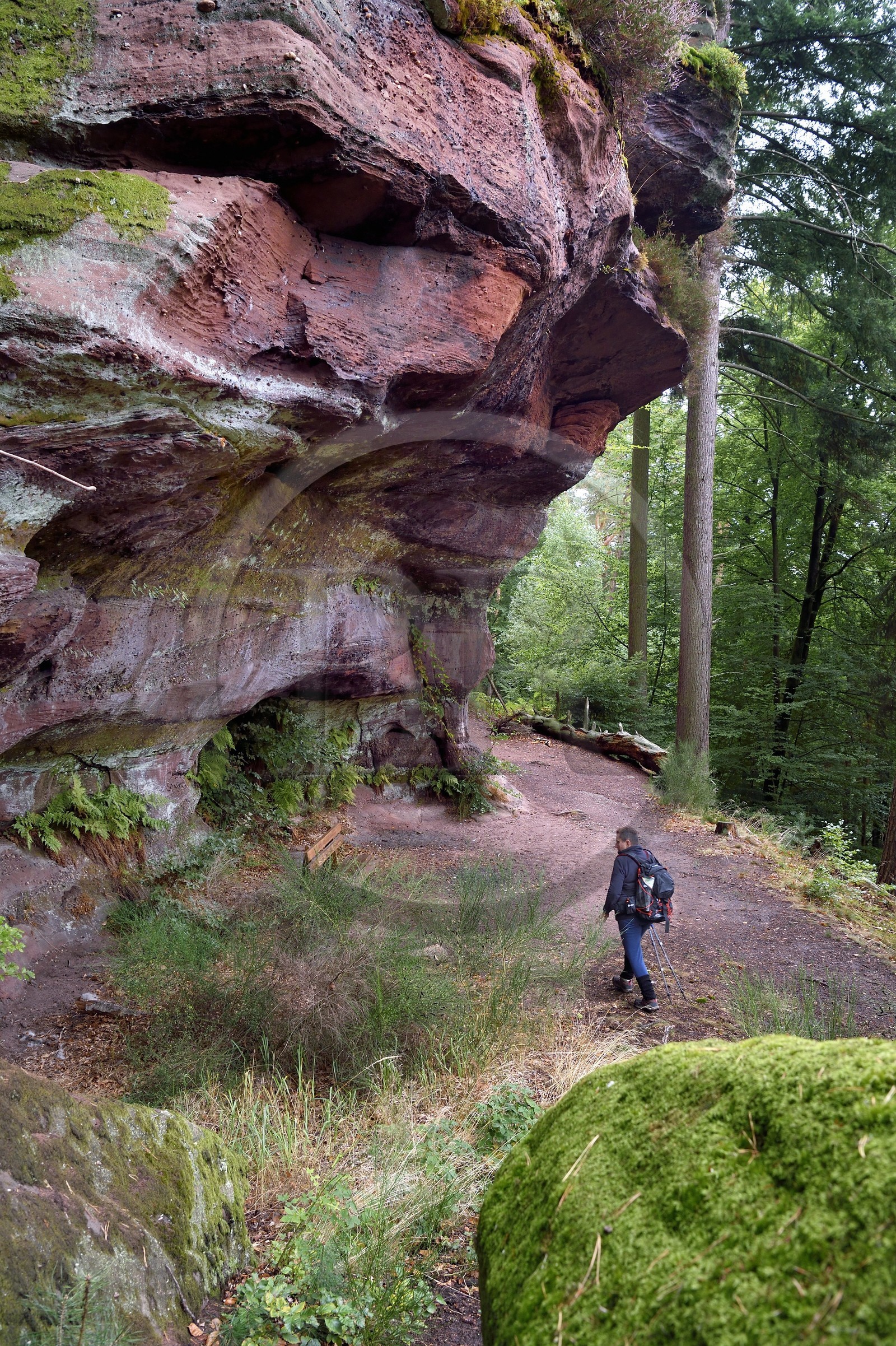 France, Bas-Rhin, Parc regional des Vosges du nord (Northern Vosges Regional Natural Park), La Petite Pierre, hiker on the Trois Roches trail at the Rocher des Paiens (Rock of the Pagans)