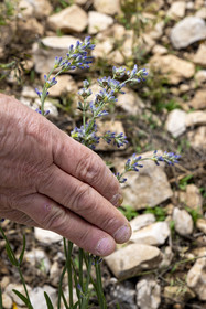 France, Drôme (26), Drome provençale, Pays de Sault, Ferrassières, jeune lavande plantée d'un an