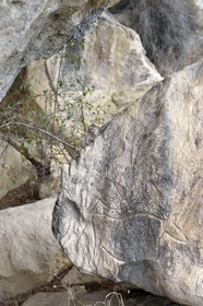 Azerbaijan, Gobustan, Gobustan National Park, Gobustan Rock Art Cultural Landscape, engravings of bulls