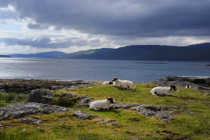 United Kingdom, Scotland, Highland, Inner Hebrides, Isle of Mull, sheep and rams on the shores of Loch na Keal