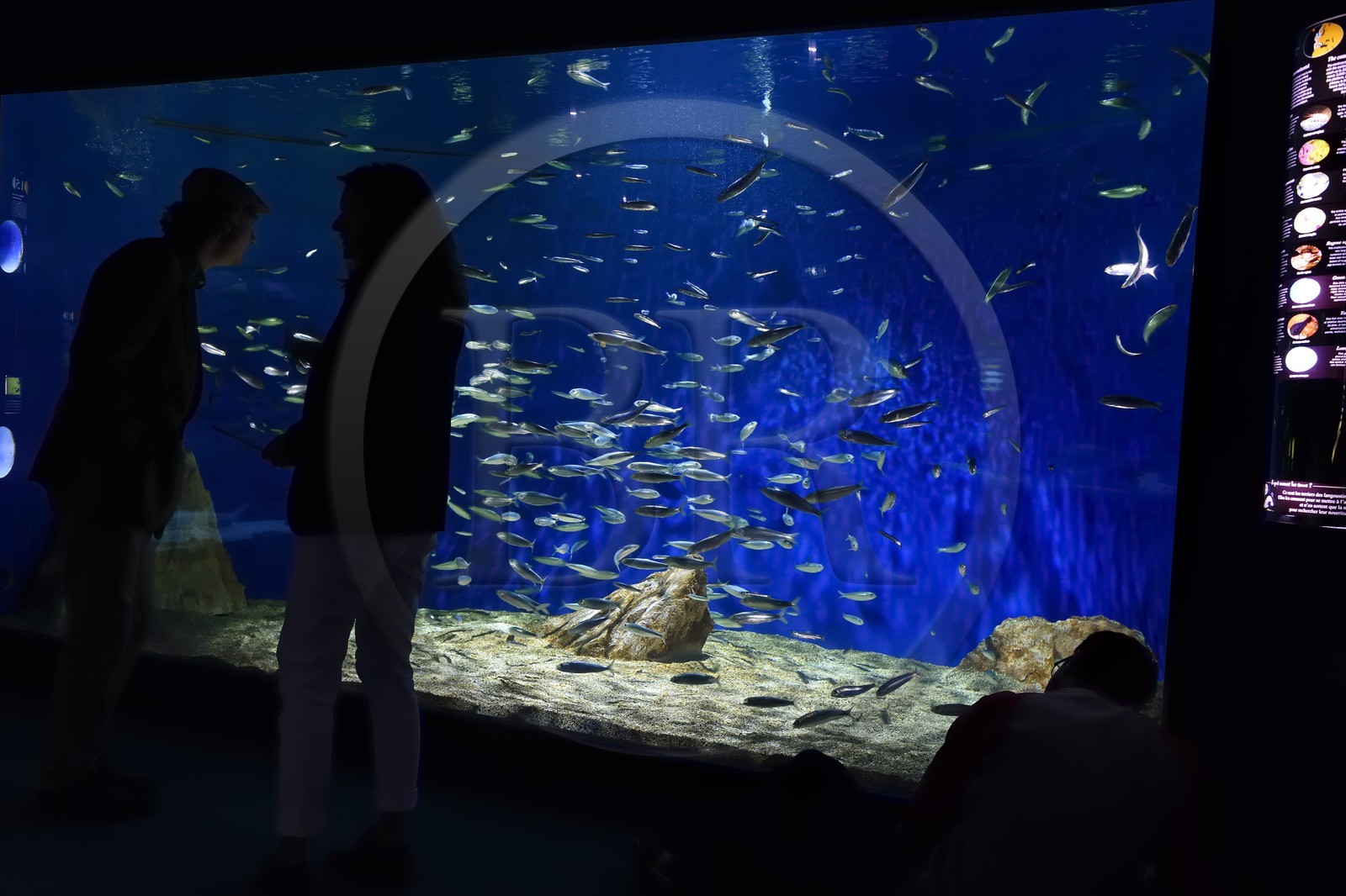 France, Charente-Maritime (17), La Rochelle, Aquarium La Rochelle, Mention obligatoire, zone Atlantique, l'aquarium des sardines