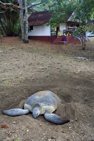 France, Mayotte island (French overseas department), Grande-Terre, Kani-Keli, N’Gouja beach, the Maore Garden, green sea turtle (Chelonia mydas) covering eggs with sand after laying eggs