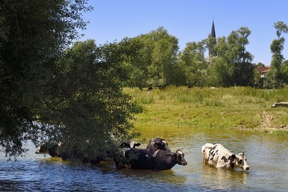 France, Meuse, Bannoncourt, cows bathing in the Meuse river