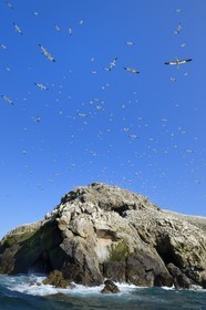France, Côtes-d'Armor (22), Perros-Guirec, archipel et réserve ornithologique de Sept-Iles, Ile Rouzic, colonie de fous de Bassan (Morus bassanus), unique point de nidification en France pour plus de 20000 couples