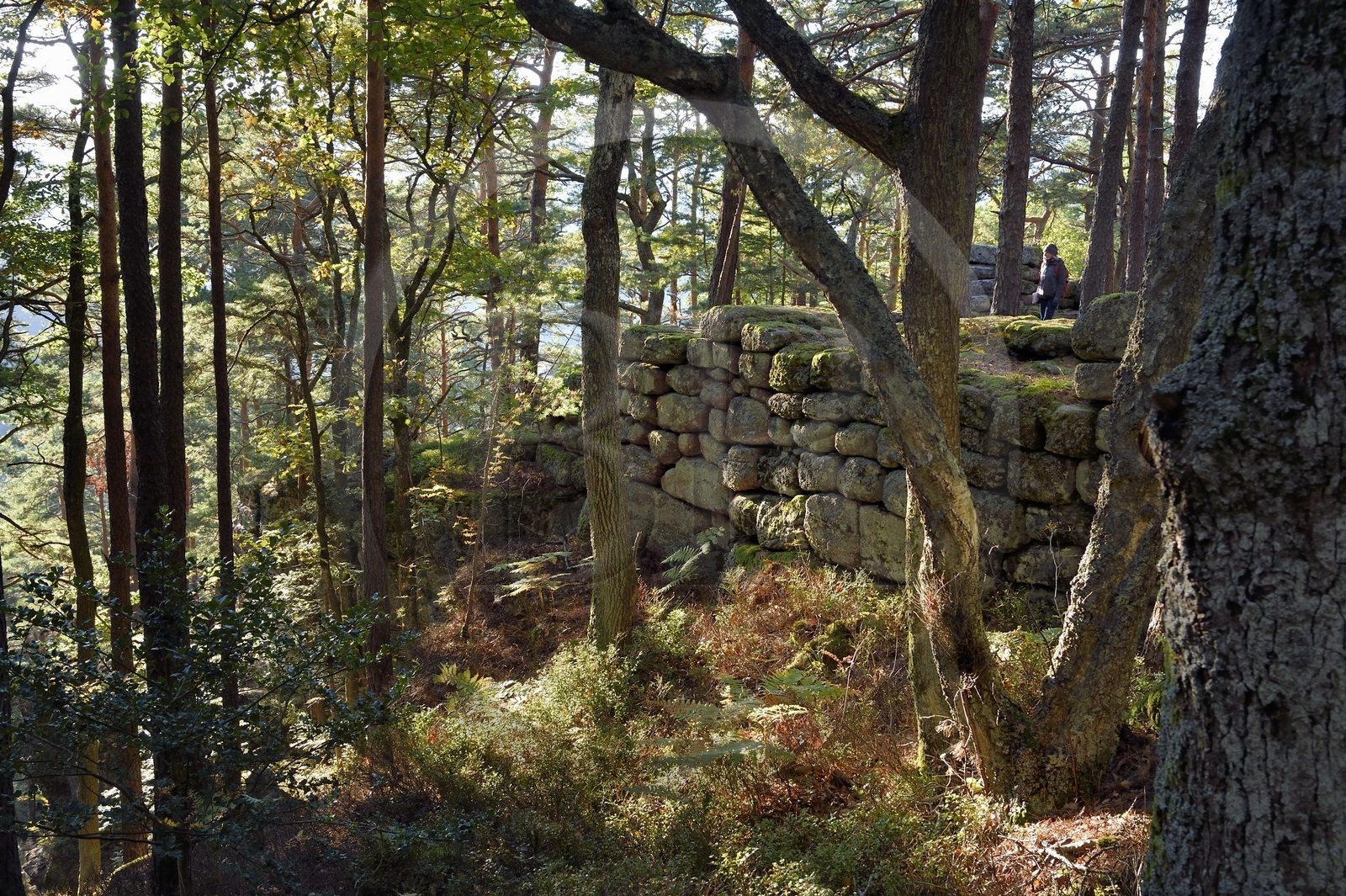 France, Bas-Rhin (67), Mont Saint-Odile, randonnée le long du Mur Païen, vestige d'un mur d'enceinte probablement de l'époque mérovingienne d'une longueur totale de onze kilomètres