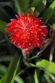 France, île de la Réunion, fleur tropicale