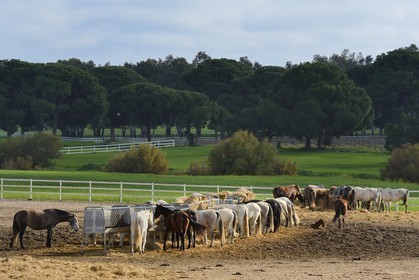 Espagne, Andalousie, province de Séville, Utrera, le haras Ayala (Yeguada Ayala), Pure race espagnole ou PRE (Pura Raza Espanola)