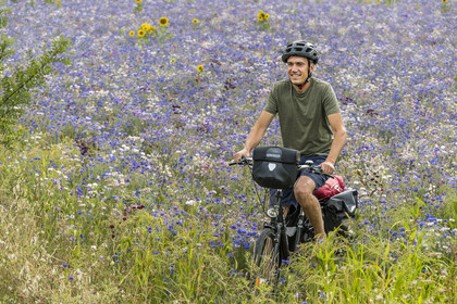 France, Maine-et-Loire, Loire valley listed as World Heritage by UNESCO, Saumur towards Saint-Hilaire, bicycle journey, cyclist in a field of cornflowers (Cyanus segetum) and sunflower
