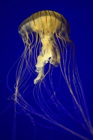 France, Charente-Maritime, La Rochelle, Aquarium La Rochelle, Compulsory Mention, Medusa (Chrysaora Melanaster)