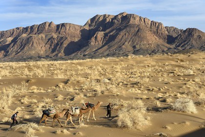 Iran, Isfahan province, Dasht-e Kavir desert, Mesr in Khur and Biabanak County, camel train in a camel trek at the foot of the mountain range of Dareh bidan