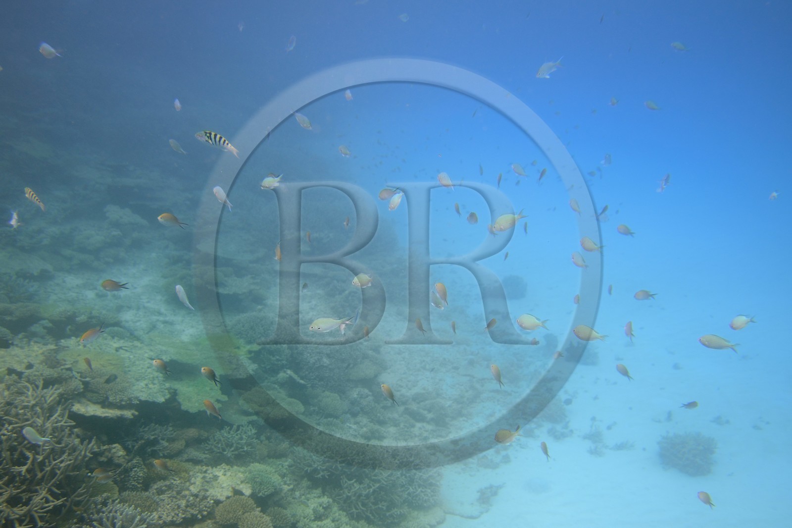 France, Ile de Mayotte, Grande-Terre, récif de corail dans la lagune face à la pointe Saziley  sur la cote Est