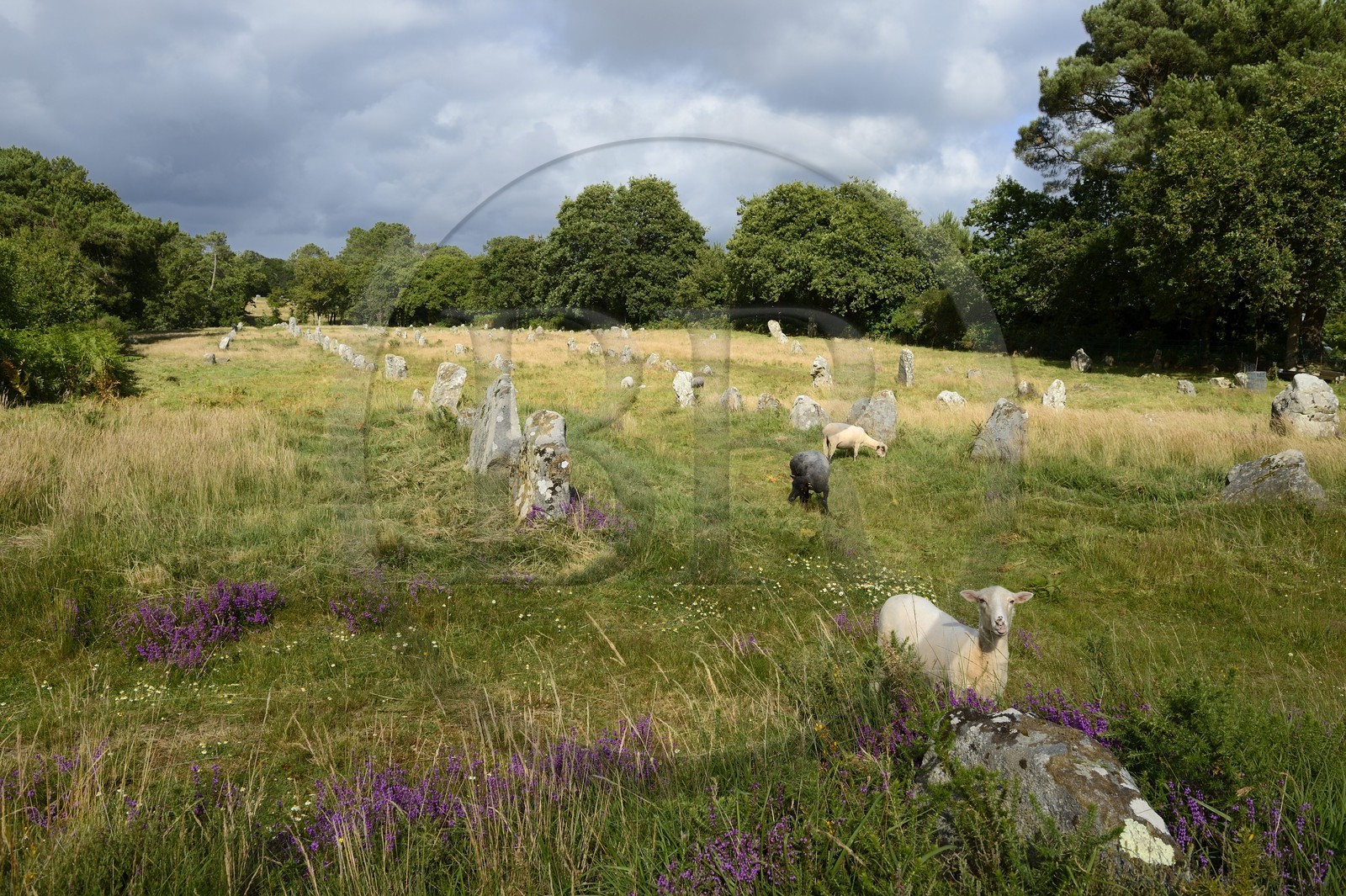 France, Morbihan (56), Carnac, alignement mégalithique de Kermario