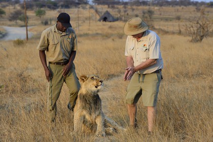 Zimbabwe, Midlands Province, Gweru, Antelope Park home to ALERT (African Lion and Environmental Research Trust), lion walk through the bush, the managing director Gary Jones and his guides - handlers