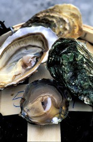 France, Finistère (29), les huîtres de Prat-Ar-Coum