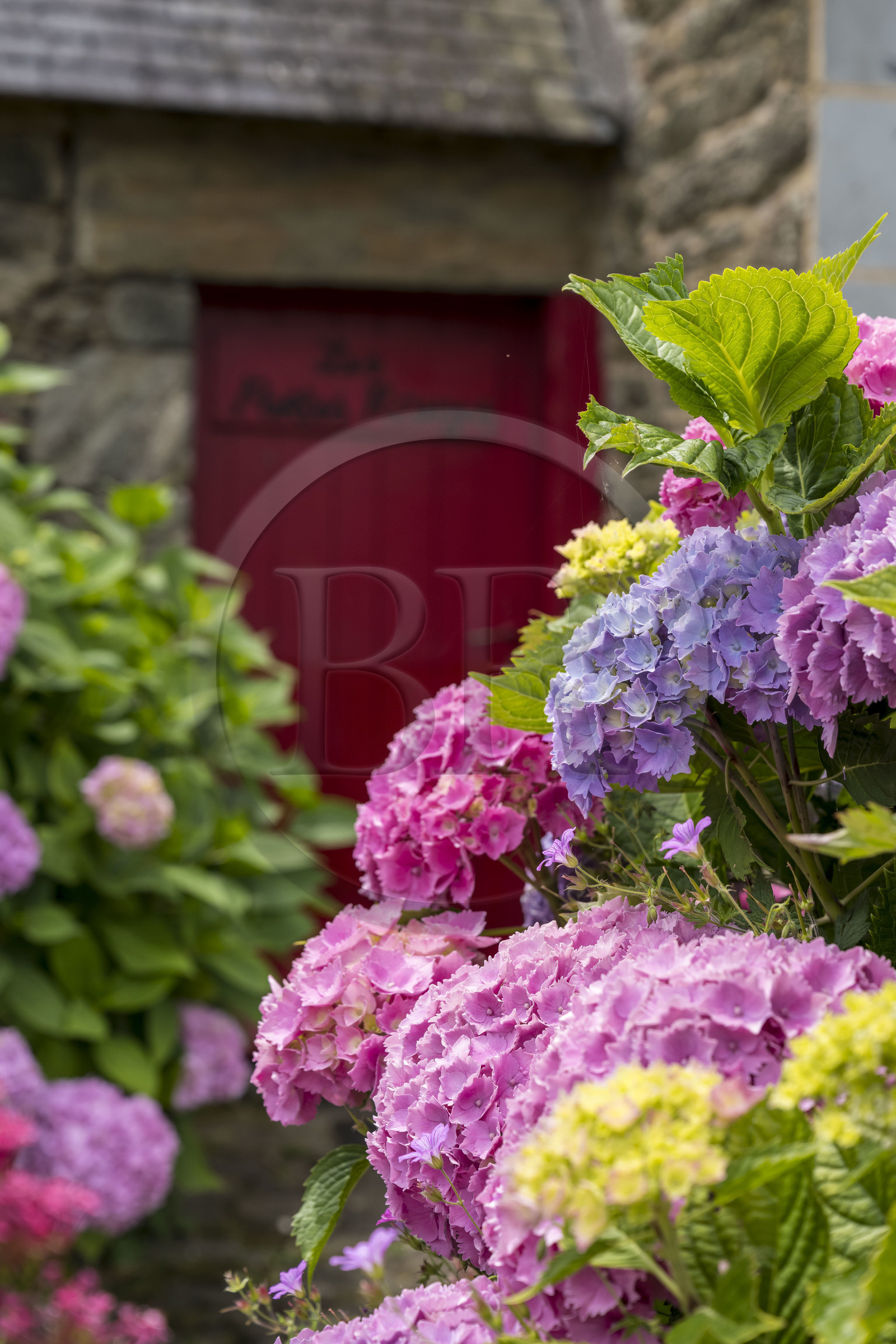 France, Morbihan (56), Ile de Groix, Kerdurand, hortensia dans un jardin France, Morbihan (56), Ile de Groix, Kerdurand, hortensia dans un jardin