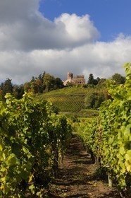 France, Bas Rhin, Alsace Wine Road, Kintzheim castle and its vineyards