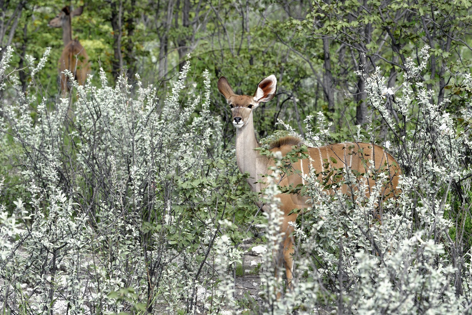 Namibie, région de Oshikoto, Parc National d'Etosha, grand koudou (Tragelaphus strepsiceros) femelle