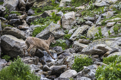 France, Alpes-Maritimes, Parc National du Mercantour (Mercantour national park), Haute Vesubie, Saint Martin Vesubie, Val du Haut Boréon, female Alpine ibex (Capra ibex) near Lake Trecolpas