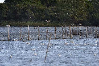 France, Haute Corse, the pond of Biguglia (Stagnu di Chiurlinu), nature reserve of Corsica (RNC), young gulls perched on alder stakes