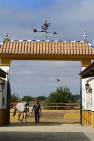 Espagne, Andalousie, province de Séville, Utrera, le haras Ayala (Yeguada Ayala), Pure race espagnole ou PRE (Pura Raza Espanola)