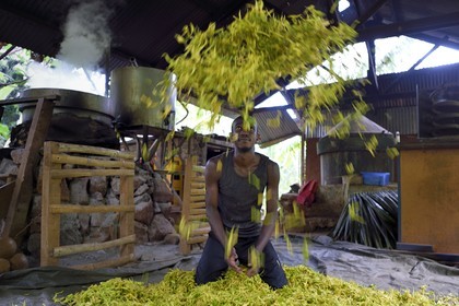 France, Ile de Mayotte, Grande-Terre, Ouangani, Aromaoré, distillation de l'huile essentielle à base de pétales de fleurs d'ylang ylang (Cananga odorata) en alambic artisanal