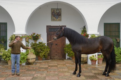 Espagne, Andalousie, province de Séville, Utrera, Finca El Pinganillo, le haras de la propriété, Pure race espagnole ou PRE (Pura Raza Espanola)