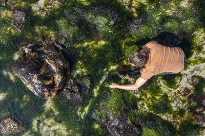France, Finistère (29), Pays Bigouden, Plozévet, Baie d'Audierne, Lenny Gouedic co créateur de Begood Alg, récolte à pied d'algues sauvages alimentaires sur la plage à marée basse (vue aérienne)
