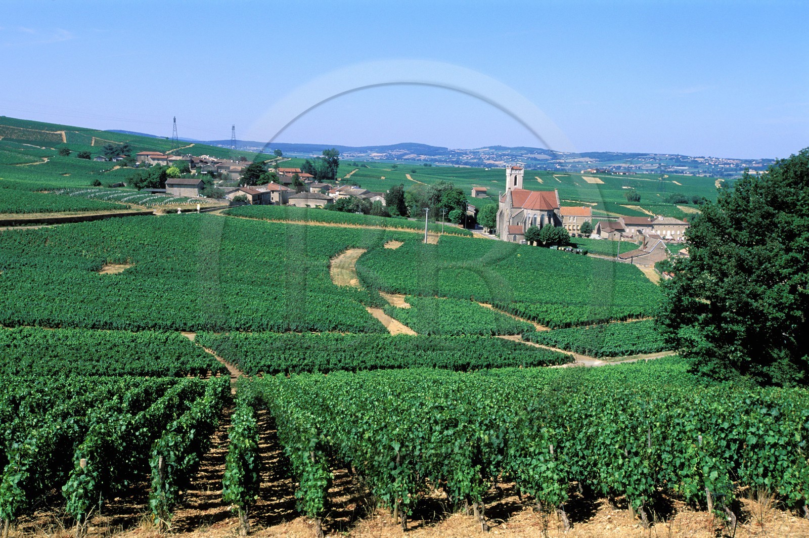 France, Saone et Loire, village of Fuisse in the vineyard