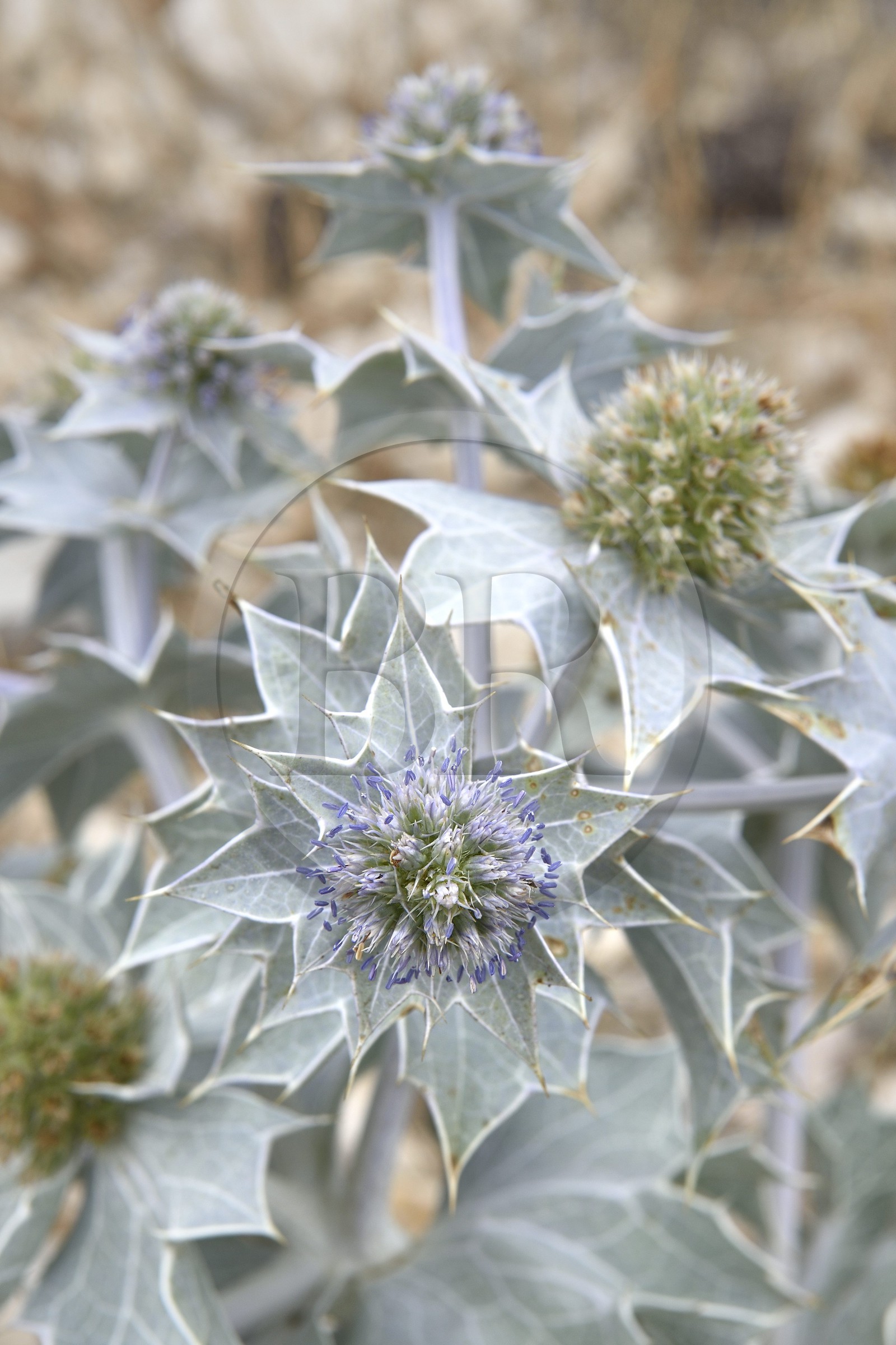 France, Bouches-du-Rhône (13), Parc naturel régional de Camargue, Panicaut maritime (Eryngium maritimum) emblème du Conservatoire de l'espace littoral et des rivages lacustres France, Bouches-du-Rhône (13), Parc naturel régional de Camargue, Panicaut maritime (Eryngium maritimum) emblème du Conservatoire de l'espace littoral et des rivages lacustres