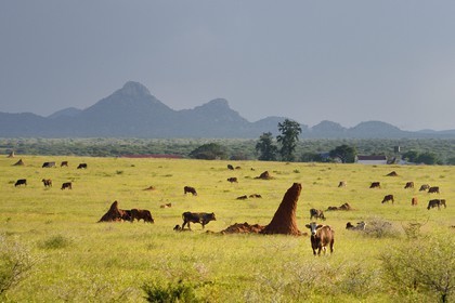 Namibie, région de Otjozondjupa, Otjiwarongo, élevage bovin dans un paysage de paturages verts en saison des pluies