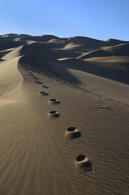 Iran, Province de Yazd, désert du Dasht-e Kavir, Moghestan, randonnée dans le massif dunaire dont la plus haute dune atteint les 200 mètres