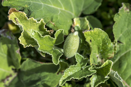 France, Charente-Maritime (17), Port-des-Barques, Ile Madame, cornichon sauteur  (Ecballium elaterium) France, Charente Maritime, Port des Barques, Ile Madame,  exploding cucumber (Ecballium elaterium)
