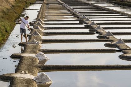 France, Vendee, Les Sables d'Olonne, the Salt Marshes of L'Ile d'Olonne, salt worker Damien Merceron harvesting salt in the Salorge de la Vertonne