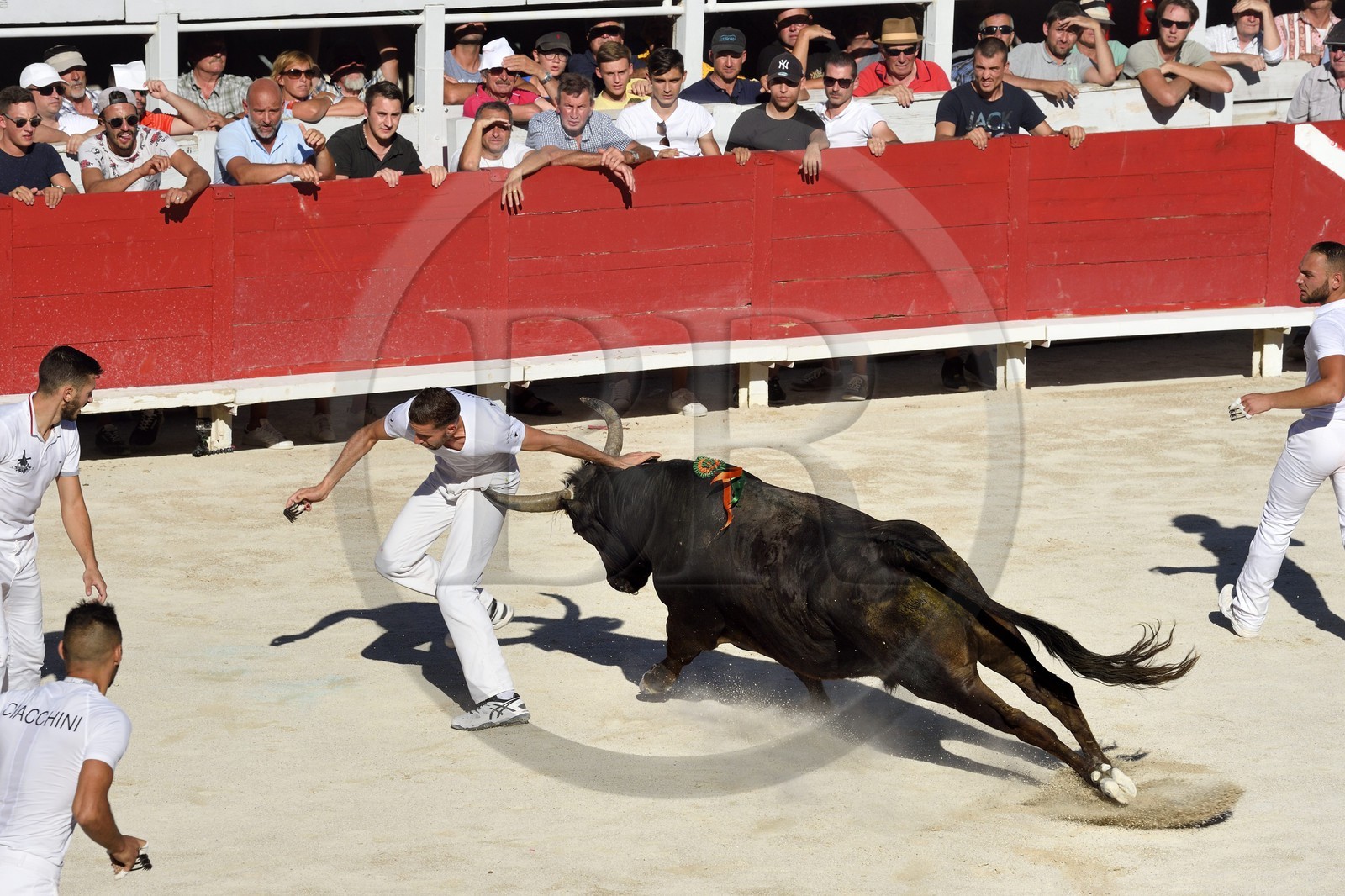 France, Bouches-du-Rhône (13), Arles, la course camarguaise  de la Cocarde d'Or aux Arènes, raseteur tentant d'attraper les attributs primés sur les cornes du taureau France, Bouches-du-Rhône (13), Arles, la course camarguaise  de la Cocarde d'Or aux Arènes, raseteur tentant d'attraper les attributs primés sur les cornes du taureau