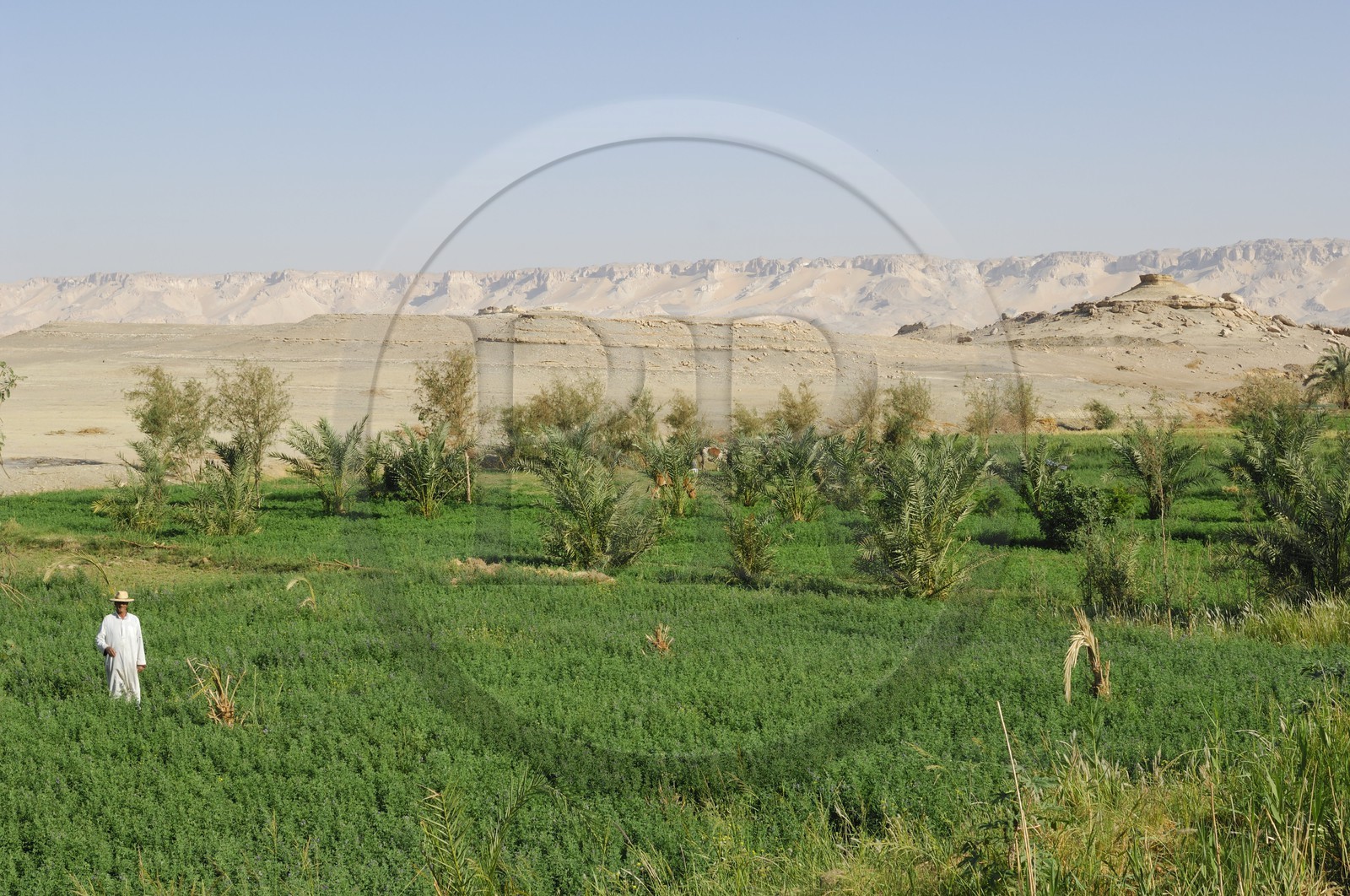 Egypte, désert libyque, oasis de Dakhla, travaux des champs