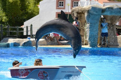 Portugal, Lisbon, Zoological Garden, the Dolphinarium, dolphin making the show