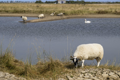 France, Charente Maritime, Saintonge, Saint-Froult, Moeze-Oléron nature reserve in the Brouage marsh area, Scottish Blackface sheep breeding