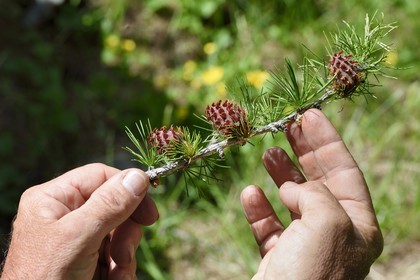 France, Alpes-Maritimes, parc national du Mercantour (Mercantour National Park), Valmasque valley, larch (Larix decidua) branch and females developing seed cones