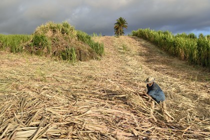 France, Reunion island (French overseas department), south coast, Petite-Ile, creole sugarcane cutter in a sugar cane field